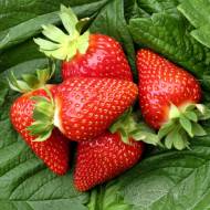 Саджанець Суниця садова Амі в контейнері